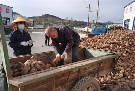 淅川县：红薯实现精深加工 提升优质农产业附加值_社会热点_社会频道_云南网