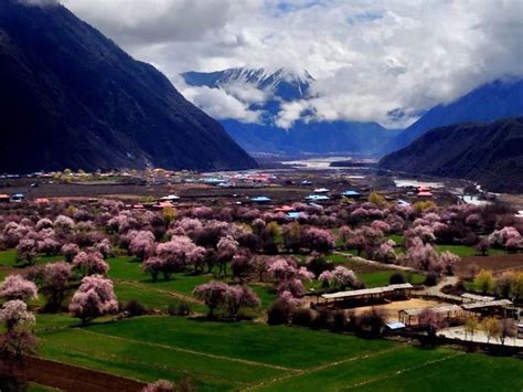 林芝海拔多少米、西藏林芝海拔高度是多少米-旅游攻略-中青旅(四川)国际旅行社有限公司