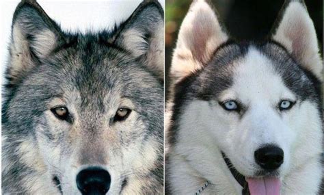 纯黑狼狗是什么品种？纯种黑狼犬的生活习性介绍|狼犬|狼狗|食品_新浪新闻