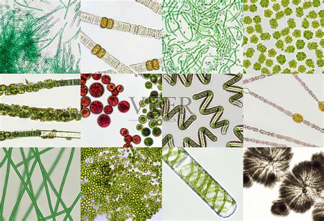 显微镜下藻华中的有毒金藻高清图片下载-正版图片503712554-摄图网