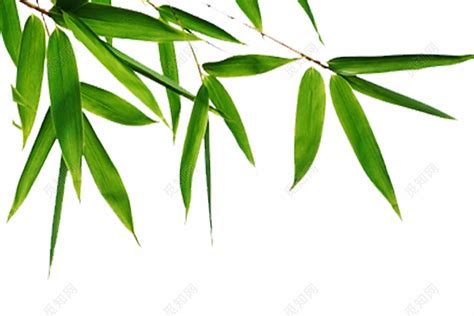 竹子竹节绿色png图片免费下载-素材fJmJPjPaj-新图网