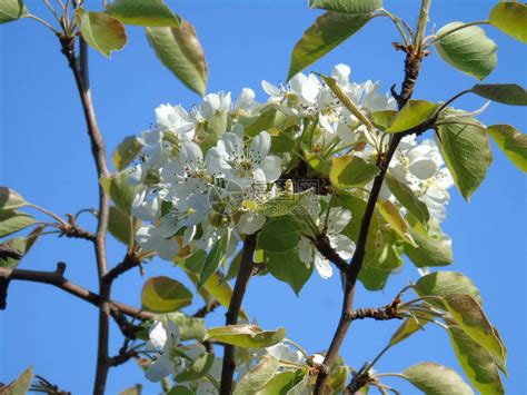 春日樱桃树一些鲜花的美丽的字幕在没高清图片下载-正版图片505235664-摄图网