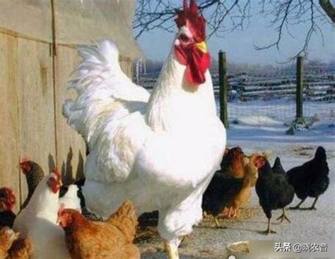 鸡的种类有哪些（鸡的十个常见品种） – 碳资讯