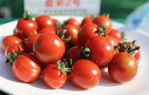 霍尔果斯智慧农业栽培番茄 亩产可达30吨！ - 示范推广 - 上海合作组织农业技术交流培训示范基地