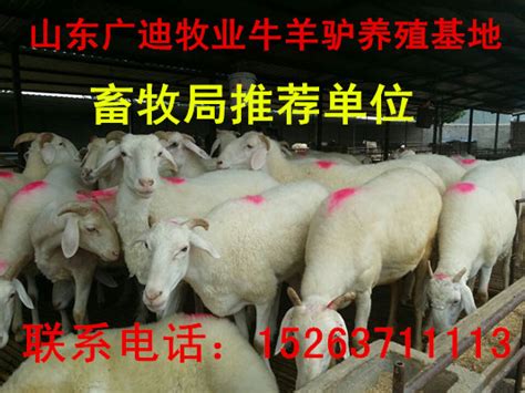 千阳县人民政府 各镇动态 【张家塬镇】“借羊还羊”来支招 群众致富有盼头