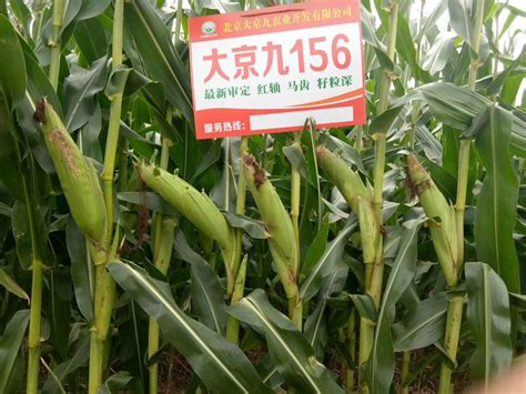 我校选育的玉米新品种陕单609通过国家审定