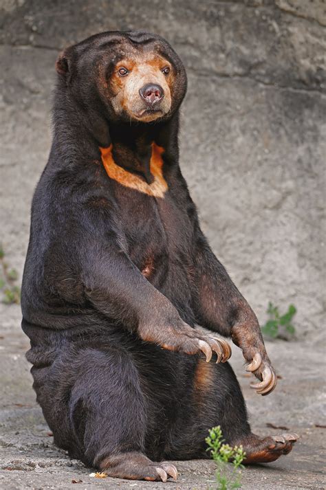 熊的种类 - 业百科