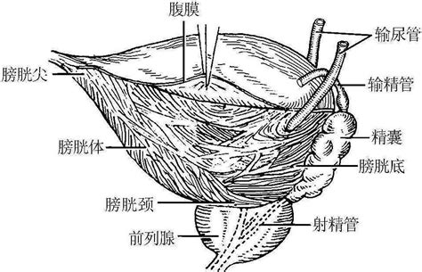 女性膀胱位置图图片