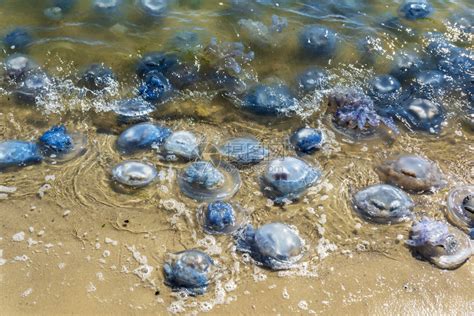 乌克兰黑海岸许多水母生死在乌克兰高清图片下载-正版图片307097812-摄图网