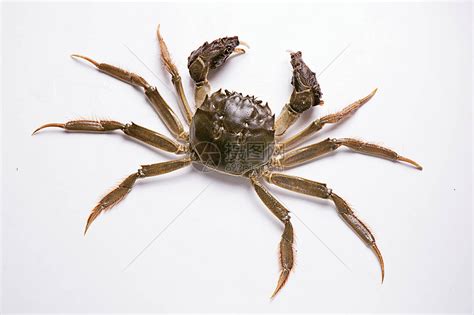 海蟹品种大全图图片