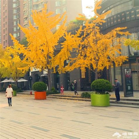上海音乐厅银杏树叶 - 上海游记攻略【携程攻略】