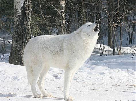 白狼（动物） - 搜狗百科