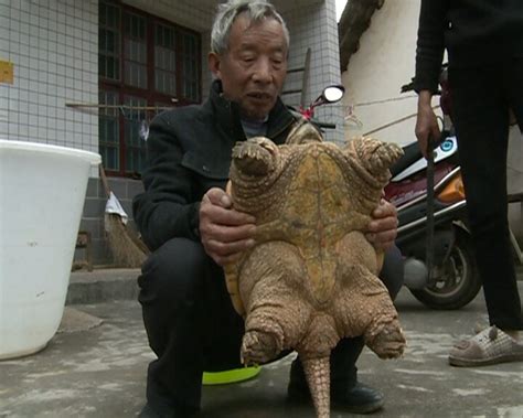 野外捡19斤乌龟 一辈子都没见过这么大的(组图) - 中国网山东要闻 - 中国网 • 山东
