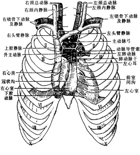 图120 心脏及大血管的体表投影-基础医学-医学