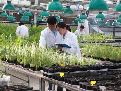 农作物新品种展示实训区-宁夏大学教学实验农场