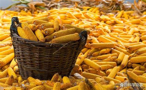 2021年玉米价格多少钱一斤？玉米种植成本利润分析 - 惠农网