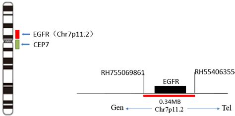 EGFR基因检测探针-DNA FISH-RNA FISH-原位杂交-IVD-空间组-新一代病理技术-FISH-鲲羽生物科技有限公司