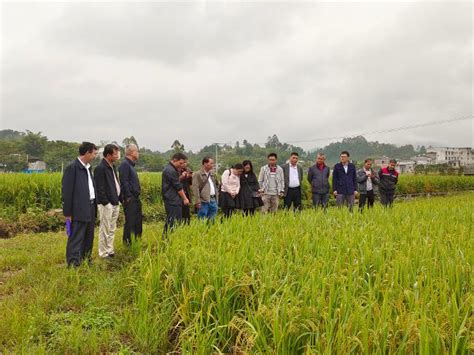 梧州市农业技术推广站组织开展2021年梧州市《农作物生态区域动态监测》项目培训