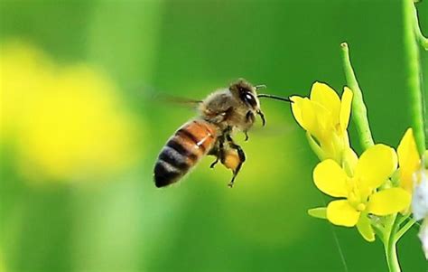 蜜蜂采蜜对花朵有什么影响、蜜蜂采蜜对花朵的好处 - 神农千馐