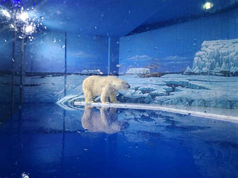 极地海洋动物馆——绚烂夺目的新增表演项目 “南极精灵”捕食记