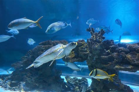 在泰国最大水族馆讲述"海洋的故事 "-数艺网