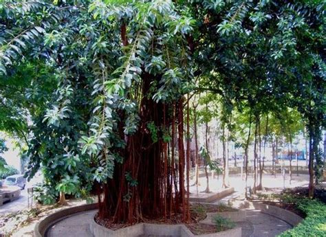 菩提树的种植方法|菩提树的种植注意事项_栽培养殖__南北花木网