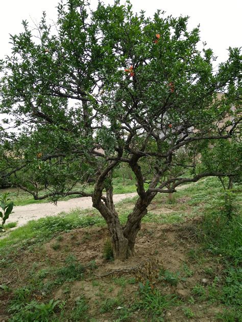 优质石榴树盆景大型石榴树优质石榴果树庭院绿化石榴树-阿里巴巴