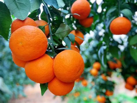 衢州市4个柑橘产品入选“2022浙江省精品杂柑” - 衢州传媒网