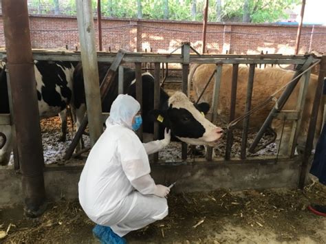 北农研究生服务乡村振兴案例|活跃在养殖一线的奶牛“保姆”服务团队-欢迎访问北京农学院学校新闻网