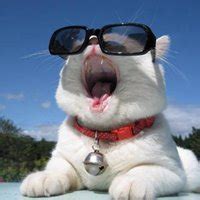 酷猫头像非主流