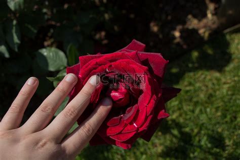 唯美手中花图图片