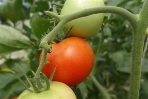 有机番茄春露地栽培是如何进行播种的，品种如何选择 - 农敢网