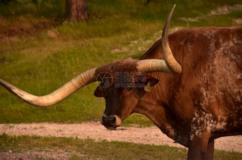 一头有大角的强大公牛在西班牙斗牛场上奔跑高清图片下载-正版图片506366384-摄图网