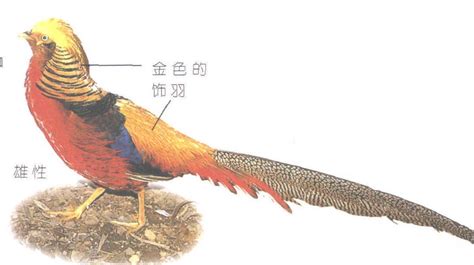 红腹锦鸡-鸟类-图片