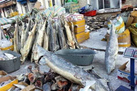 陕西西安鲟鳇鱼批发厂家，陕西西安哪里卖鲟鳇鱼