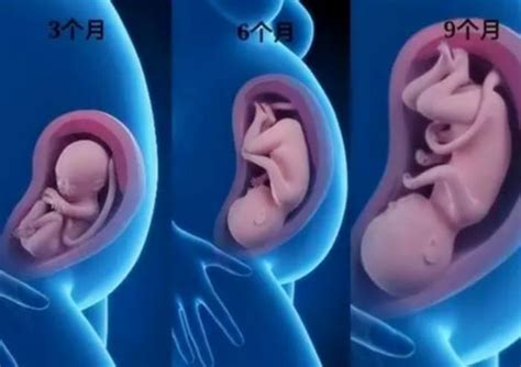胎儿在子宫是如何发育？几张漫画让你了解，当妈真心不容易！