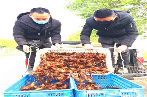 水产之乡湖北监利：每天20多吨小龙虾 销往全国各地 - 基层网