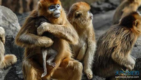 属猴-申猴-生肖猴-属猴的今年多大-属猴男女性格-属猴运程_起名网