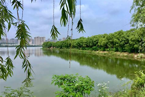 沂沭河湿地公园经开区湿地河东区_视频素材下载_编号:5813150_光厂(VJ师网) www.vjshi.com