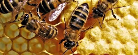 引诱蜜蜂最快的方法，如何寻找野生蜜蜂窝-农百科