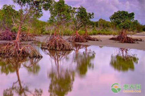 海边的红树林高清图片下载-正版图片507455298-摄图网