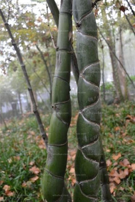 竹子的生长过程要多久