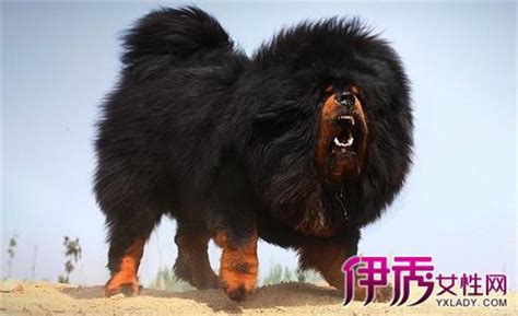 藏獒_西藏獒犬,藏獒犬