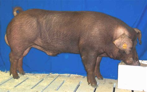 猪的种类 - 农敢网