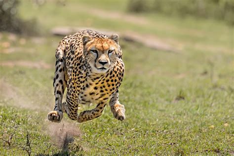 一起来了解动物中的赛跑王者——猎豹-看点快报
