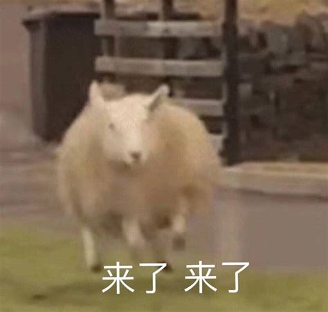 我来了我来了表情包图片