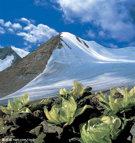 冰山雪莲的图片