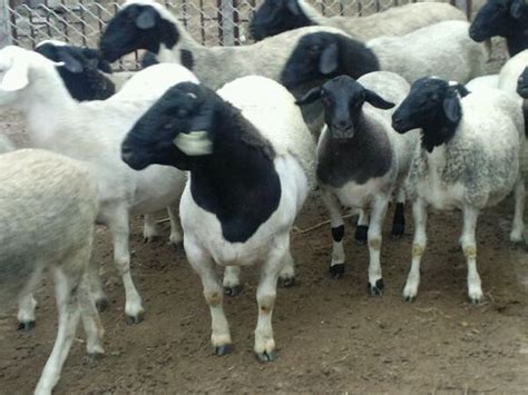2022全国活羊价格表 20斤左右小羊的价格