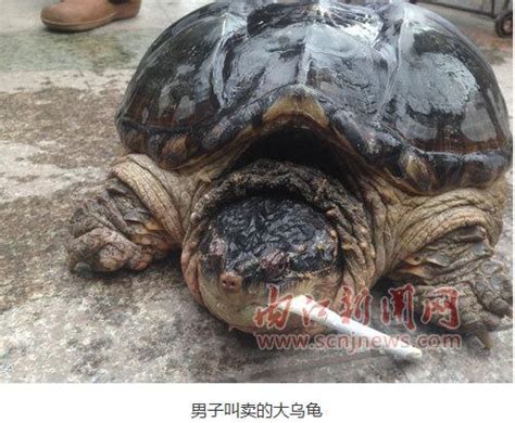 内江沱江河捞起大乌龟 放生观赏才能买(图)- 中国日报网