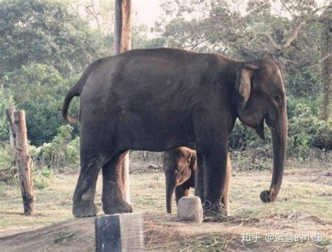人类垃圾侵占森林，斯里兰卡的大象，被逼到在垃圾堆里找食物…… - 华展猫先生官网-为智造生态、人文、智能的幸福家园而奋斗